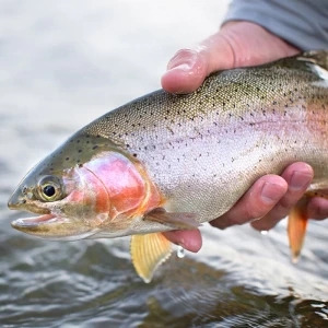 seasonal trout fishing ban in Türkiye