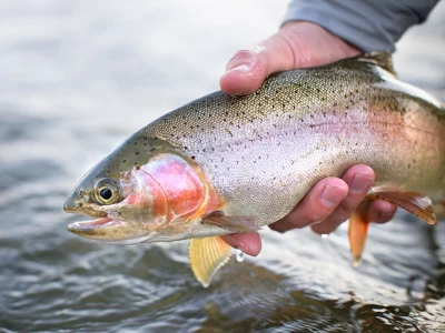 seasonal trout fishing ban in Türkiye