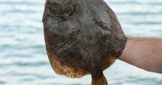 Turbot Seasonal Ban