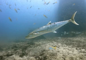Spanish Mackerel Fishing in Türkiye