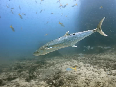 Spanish Mackerel Fishing in Türkiye