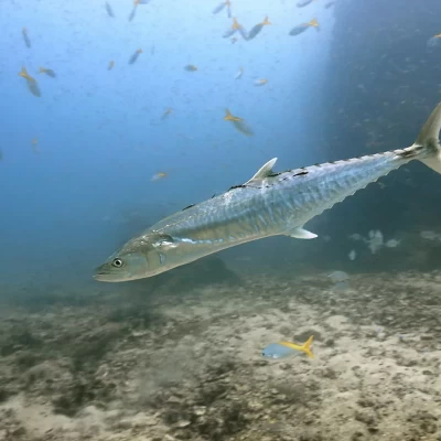Spanish Mackerel Fishing in Türkiye