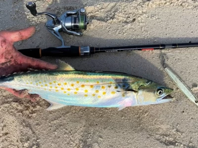 fishing for spanish mackerel in Türkiye