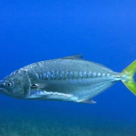 Vadigo, Çıplak, Campogramma glaycos