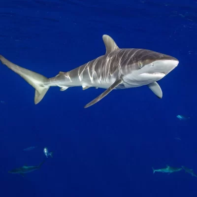 Silky Shark, İpeksi Köpekbalığı