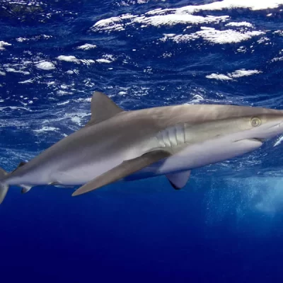 Silky Shark, İpeksi Köpekbalığı