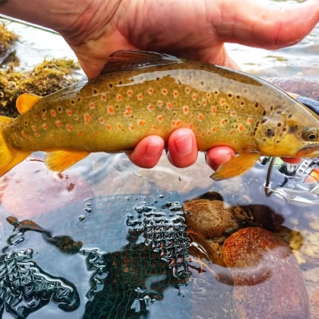 Tigris Trout Dicle Alası Salmo tigridis