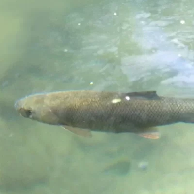 Antalya barb Pamphylian Scraper (Capoeta antalyensis)