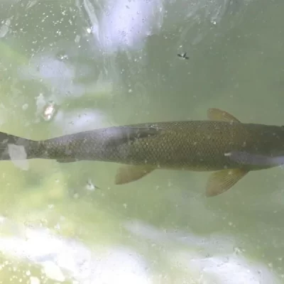 Antalya barb Pamphylian Scraper (Capoeta antalyensis)