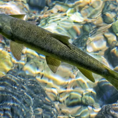 Antalya barb Pamphylian Scraper (Capoeta antalyensis)