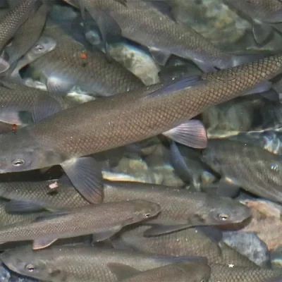 Antalya barb Pamphylian Scraper (Capoeta antalyensis)