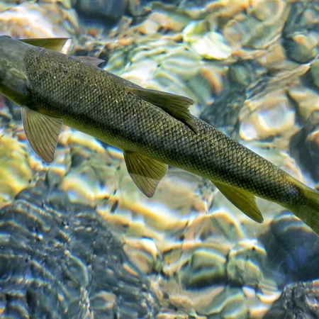 Pamphylian Scraper (Capoeta antalyensis)