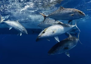 big game fishing in Türkiye