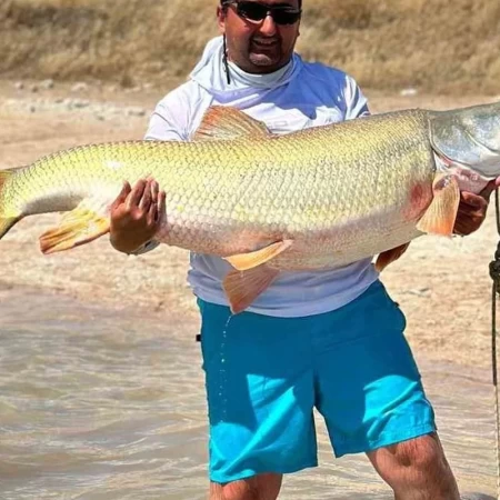 Mangar (Luciobarbus esocinus) Pike Barbel