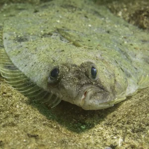 flatfish species in Türkiye
