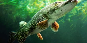 Freshwater Game Fishing in Türkiye