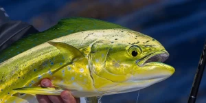 Saltwater Game Fishing in Türkiye