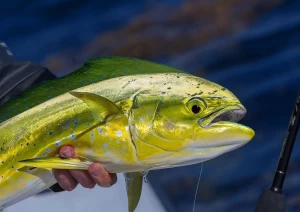 Saltwater Game Fishing in Türkiye