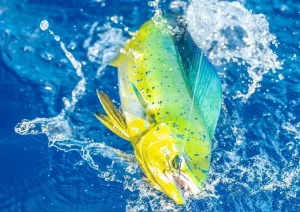 sustainable game fishing