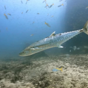 Spanish Mackerel Fishing in Türkiye